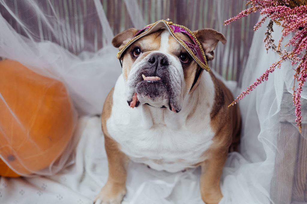 English Bulldog dress up for Halloween 2 - free stock photo