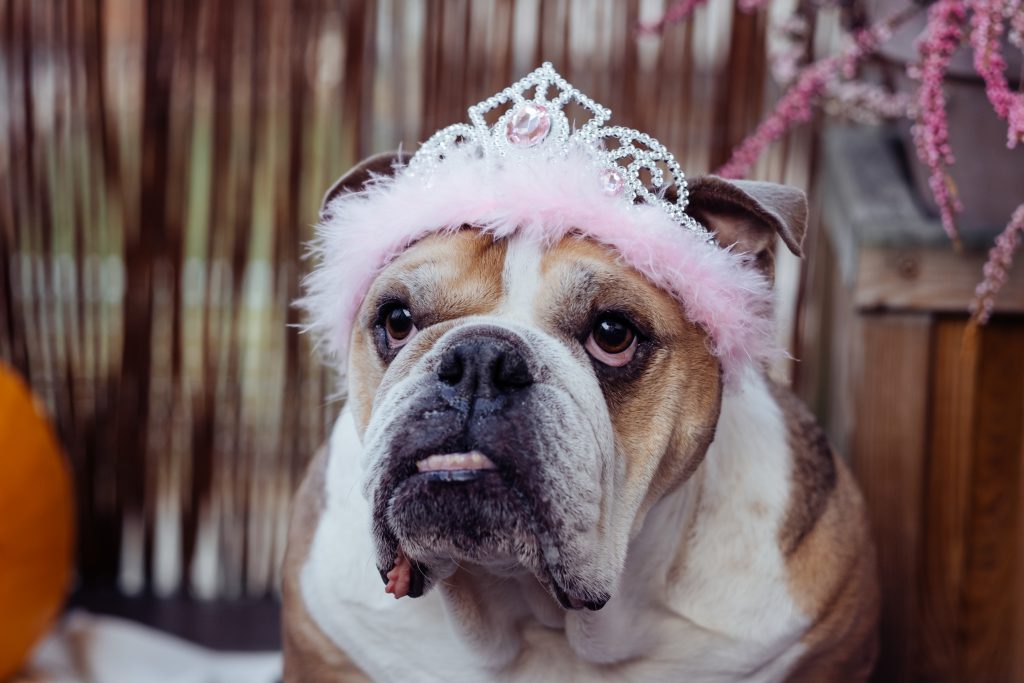 English Bulldog dress up for Halloween 3