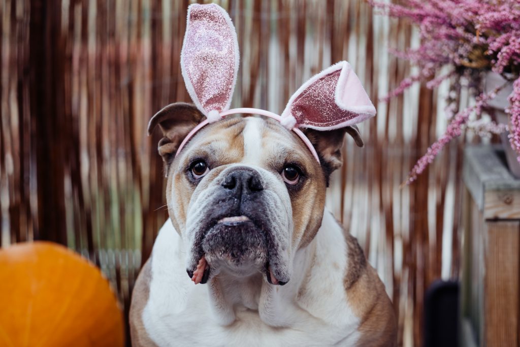 English Bulldog dress up for Halloween 4 - free stock photo