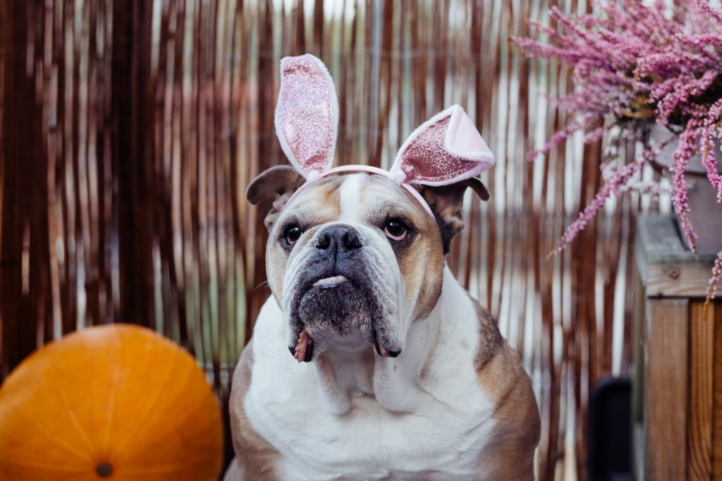 English Bulldog dress up for Halloween 5 - free stock photo