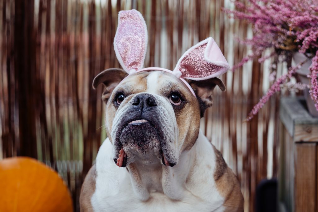 English Bulldog dress up for Halloween 6 - free stock photo