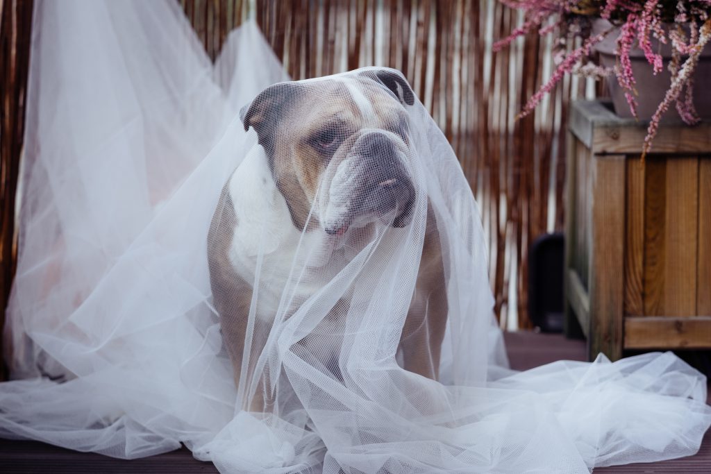 English Bulldog in a ghost costume - free stock photo