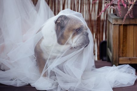 English Bulldog in a ghost costume 2 - free stock photo