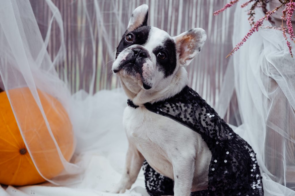 French Bulldog dressed up for Halloween - free stock photo