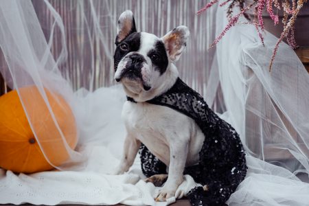 French Bulldog dressed up for Halloween 2 - free stock photo