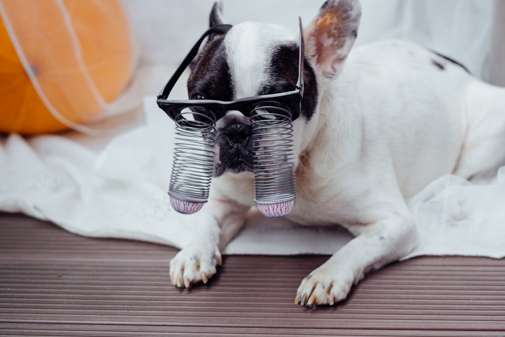 French Bulldog dressed up for Halloween 3 - free stock photo