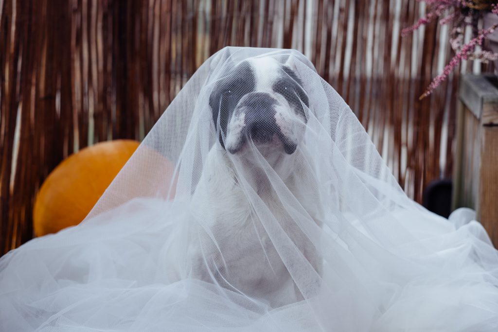 French Bulldog in a ghost costume - free stock photo