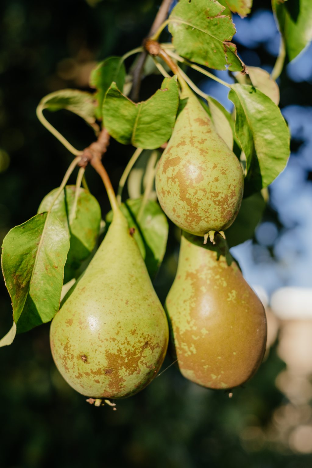 Pears on a tree 2 - free stock photo