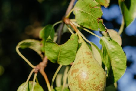 Pears on a tree 2 - free stock photo