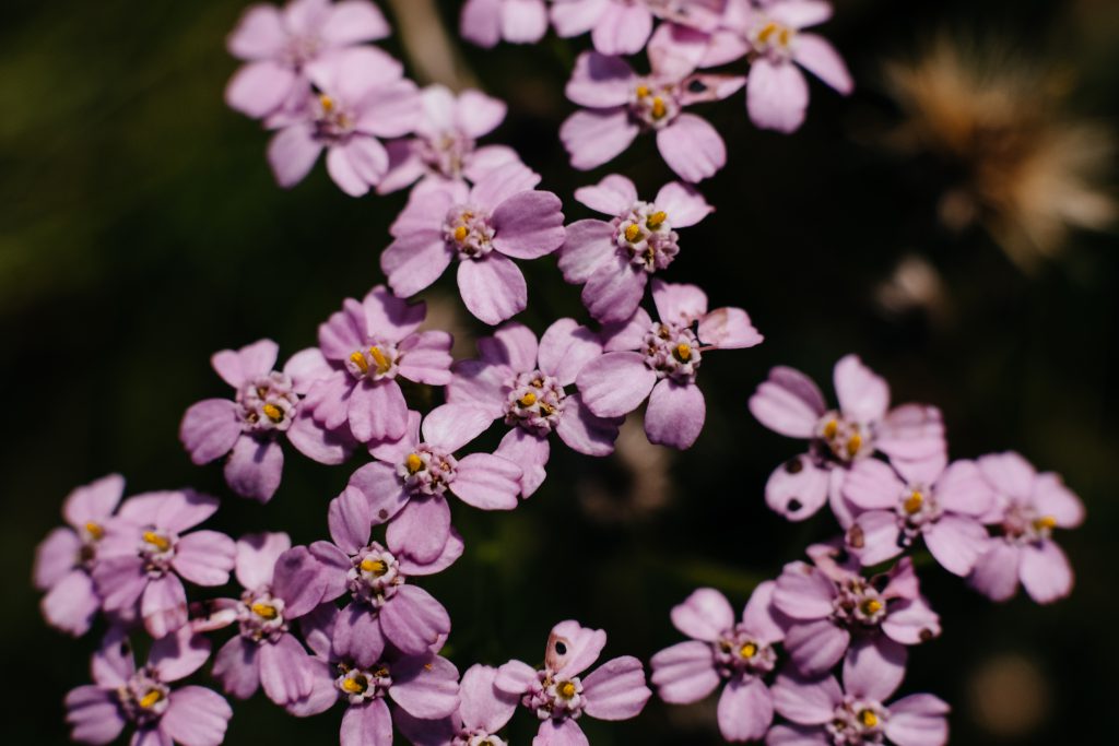 pink_yarrow_wild_flower_closeup-1024x683