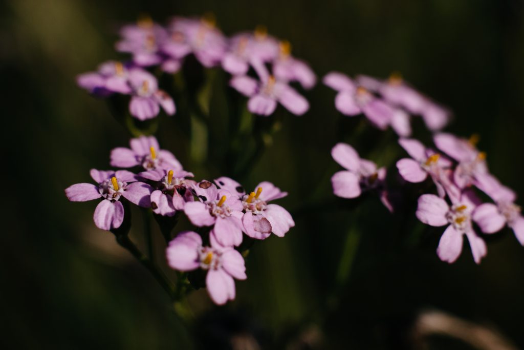 pink_yarrow_wild_flower_closeup_2-1024x683.jpg