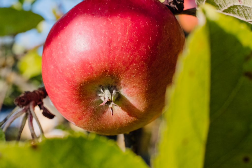Red apple on a tree closeup - free stock photo