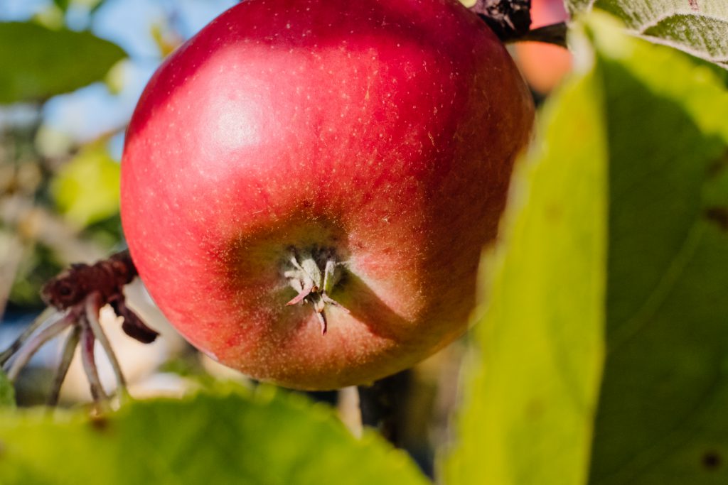 red_apple_on_a_tree_closeup-1024x683.jpg