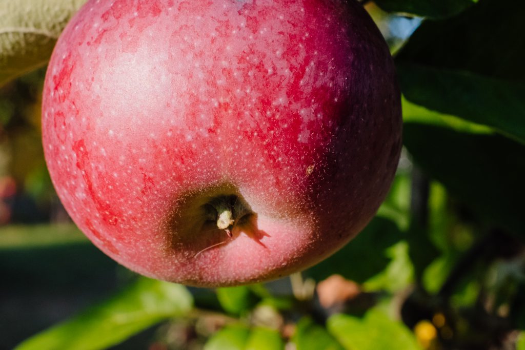 Red apple on a tree closeup 2 - free stock photo