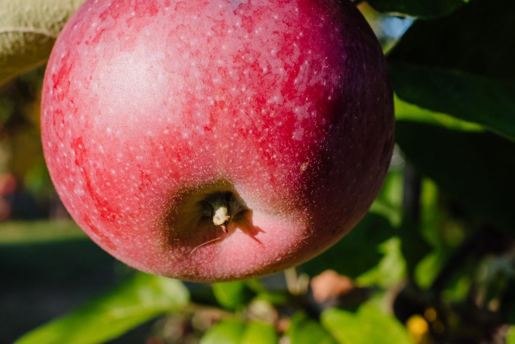 red_apple_on_a_tree_closeup_2-1024x683.jpg