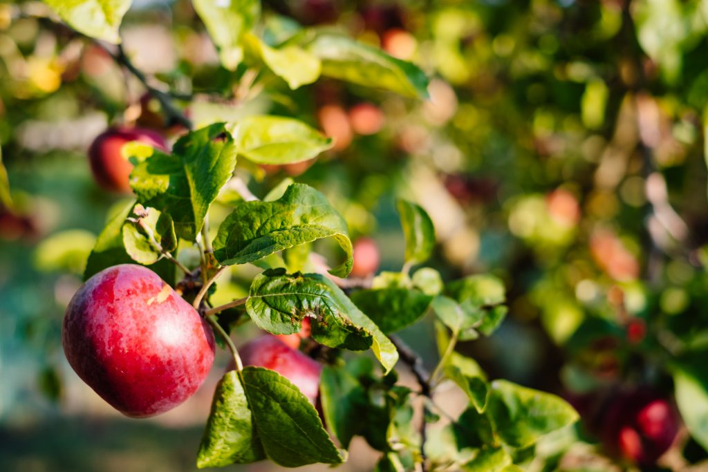 red_apples_on_a_tree-1024x683.jpg