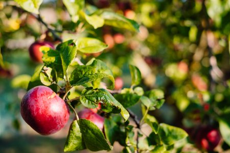 Red apples on a tree - free stock photo