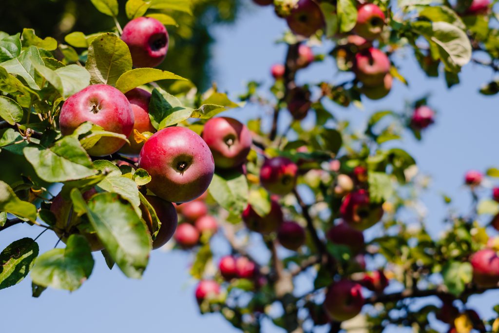 Red apples on a tree 2 - free stock photo