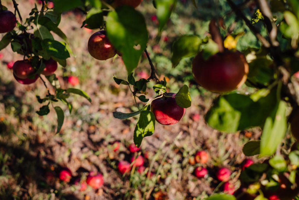 Red apples on a tree and on the ground - free stock photo