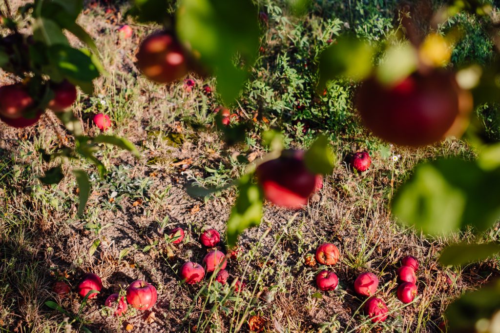 Red apples on a tree and on the ground 2 - free stock photo