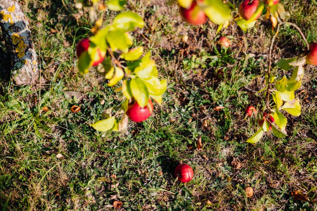 red_apples_on_a_tree_and_on_the_ground_3-1024x683.jpg