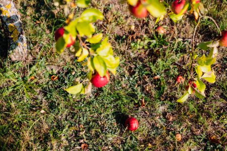 Red apples on a tree and on the ground 3 - free stock photo