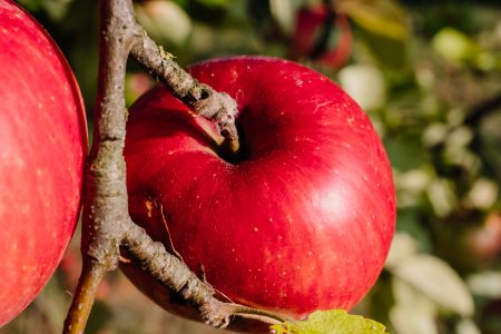 Red apples on a tree closeup - free stock photo