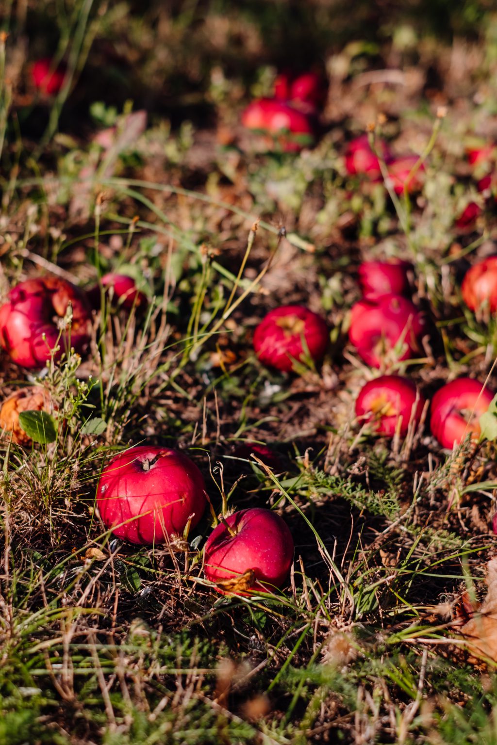 Red apples on the ground - free stock photo