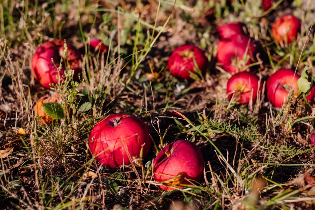 Red apples on the ground 2 - free stock photo
