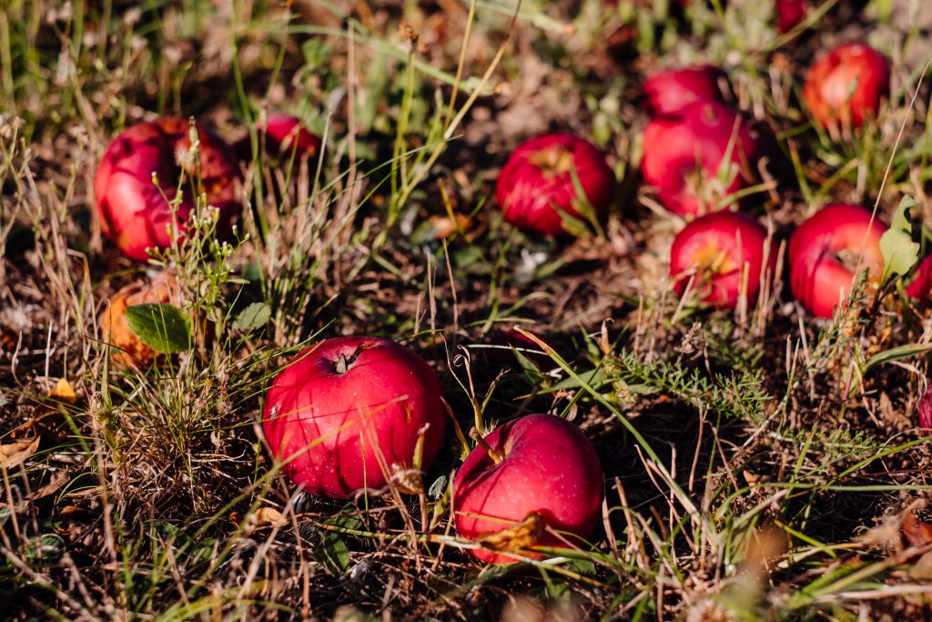 red_apples_on_the_ground_2-1024x683.jpg