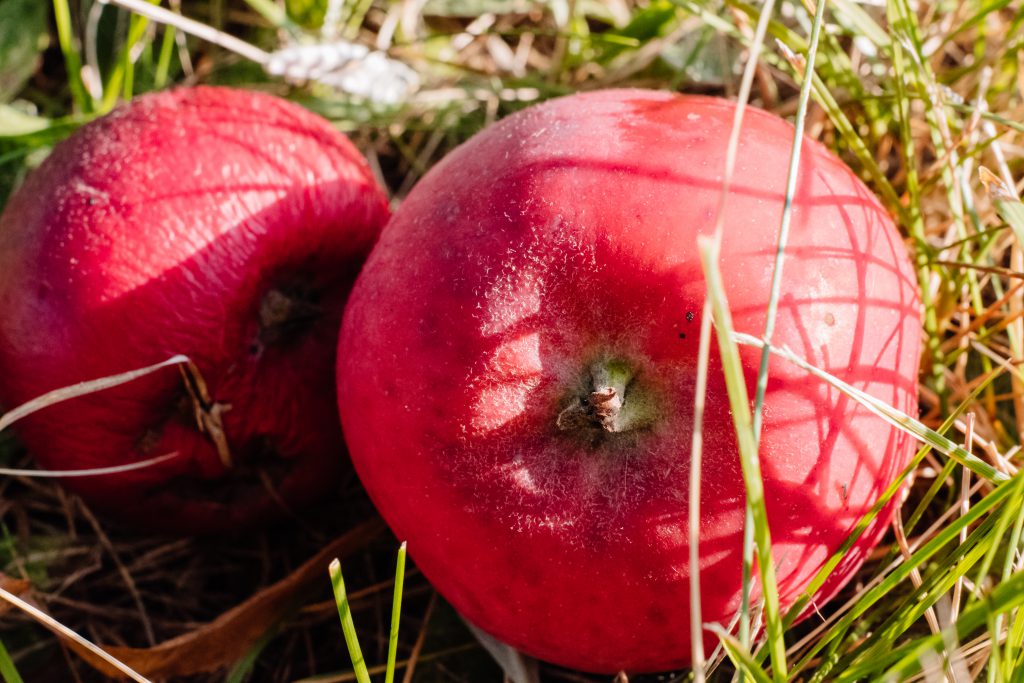 Red apples on the ground closeup - free stock photo