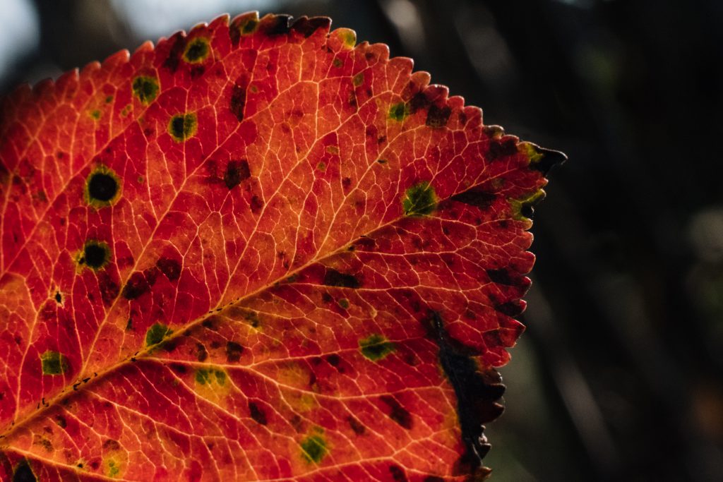 Red elm tree leaf 3 - freestocks.org - Free stock photo