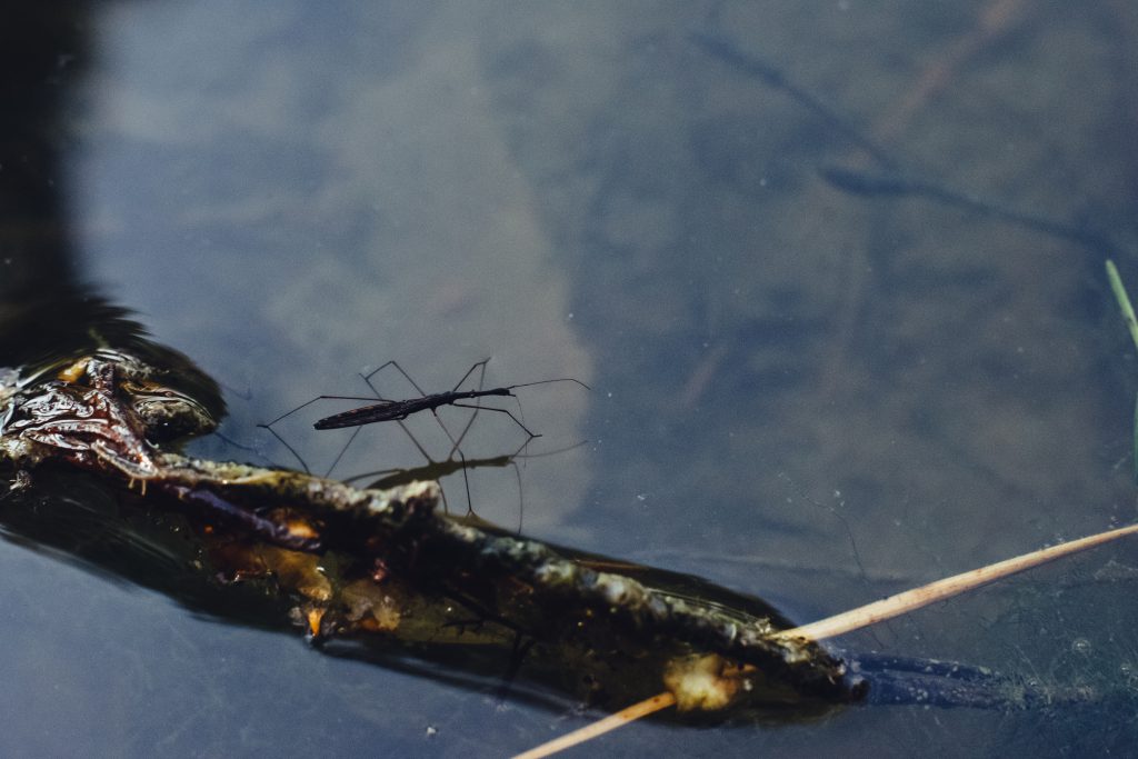 Water strider insect - free stock photo