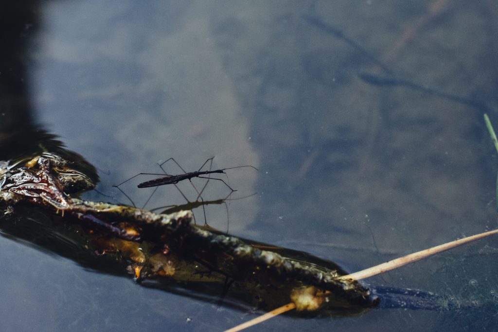 Fight Mosquitoes The Green Way!