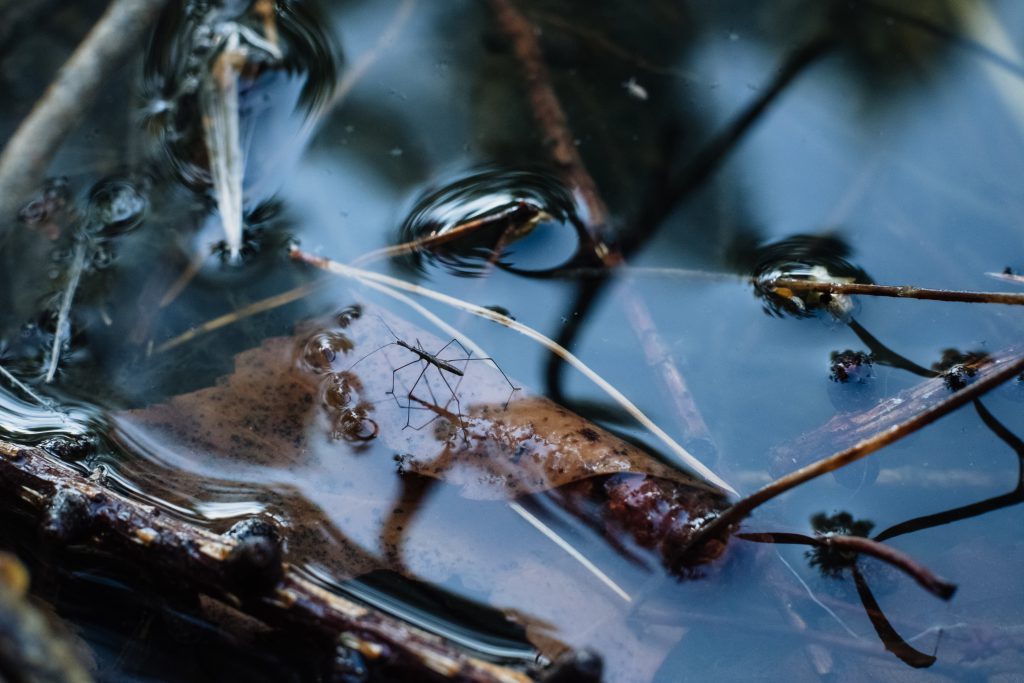 water_strider_insect_2-1024x683.jpg