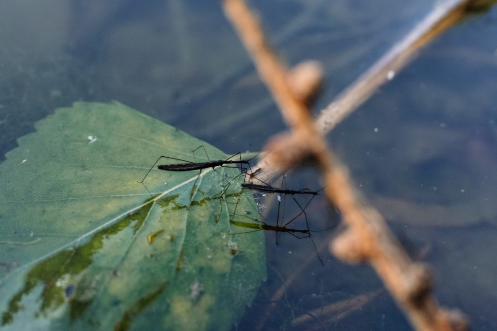 Water strider insects - free stock photo