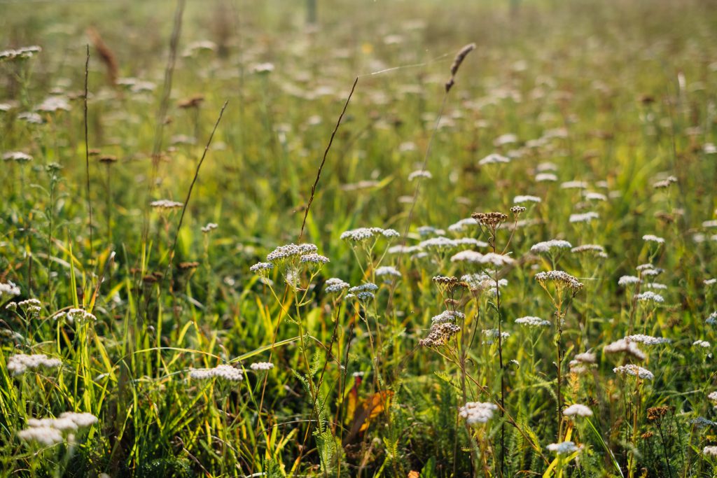 Wild flowers meadow - free stock photo
