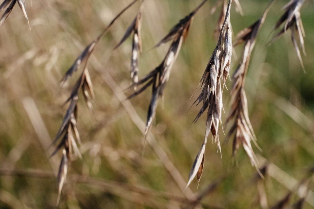 wildgrass_closeup_2-1024x683.jpg