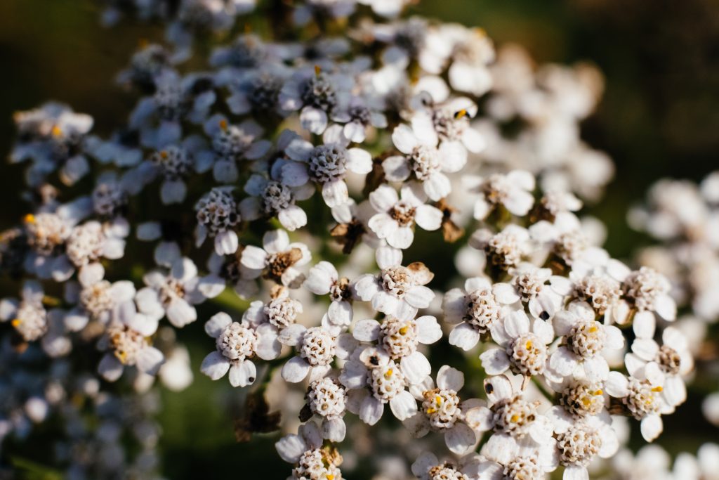 yarrow_wild_flower_closeup-1024x683.jpg