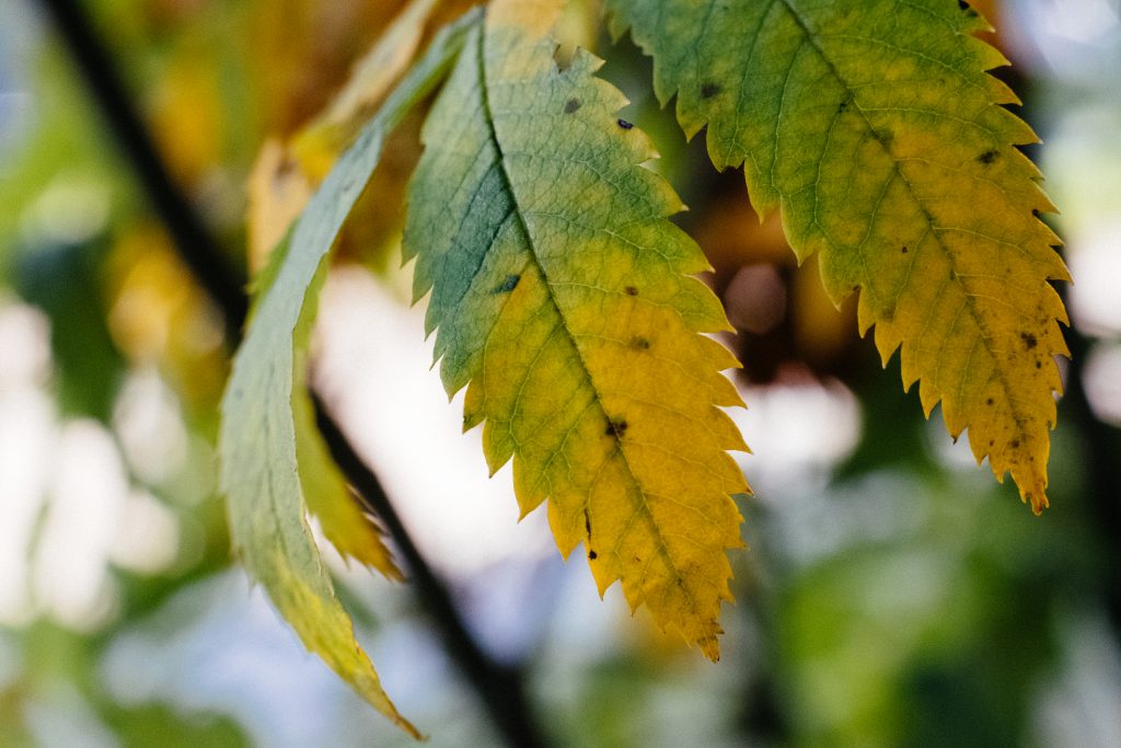 Yellow and green ash tree leaves - free stock photo