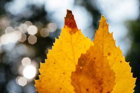 Yellow birch leaves and water bokeh - free stock photo