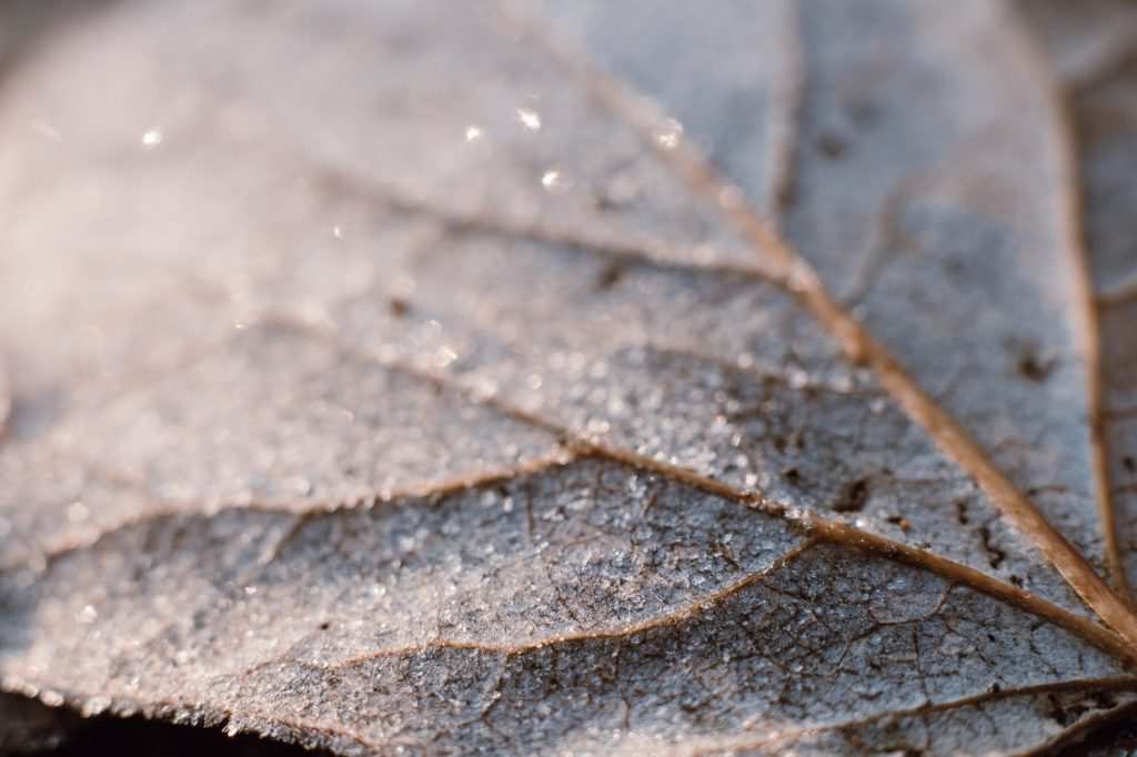 frosted_leaf_closeup-scaled-1024x682.jpg