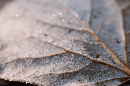 Frosted leaf closeup - free stock photo