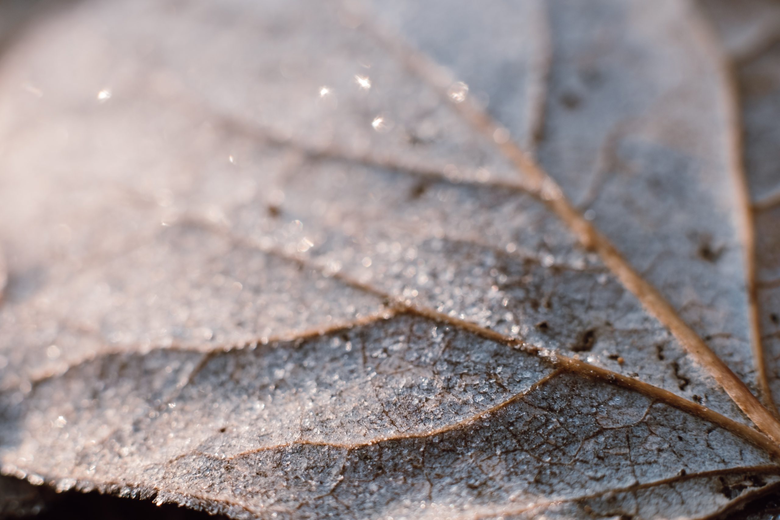 Frosted leaf closeup Free stock photo