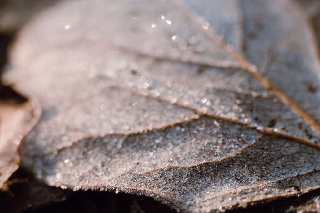 Frosted leaf closeup 2 - free stock photo