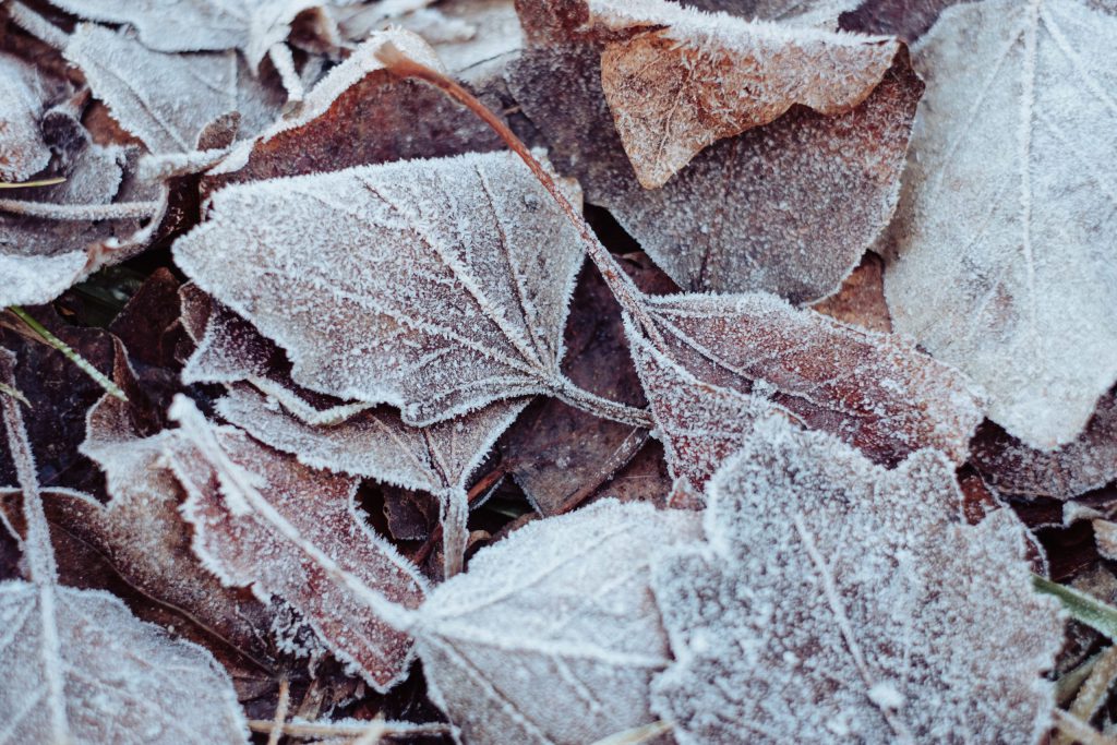 Frosted leaves - free stock photo