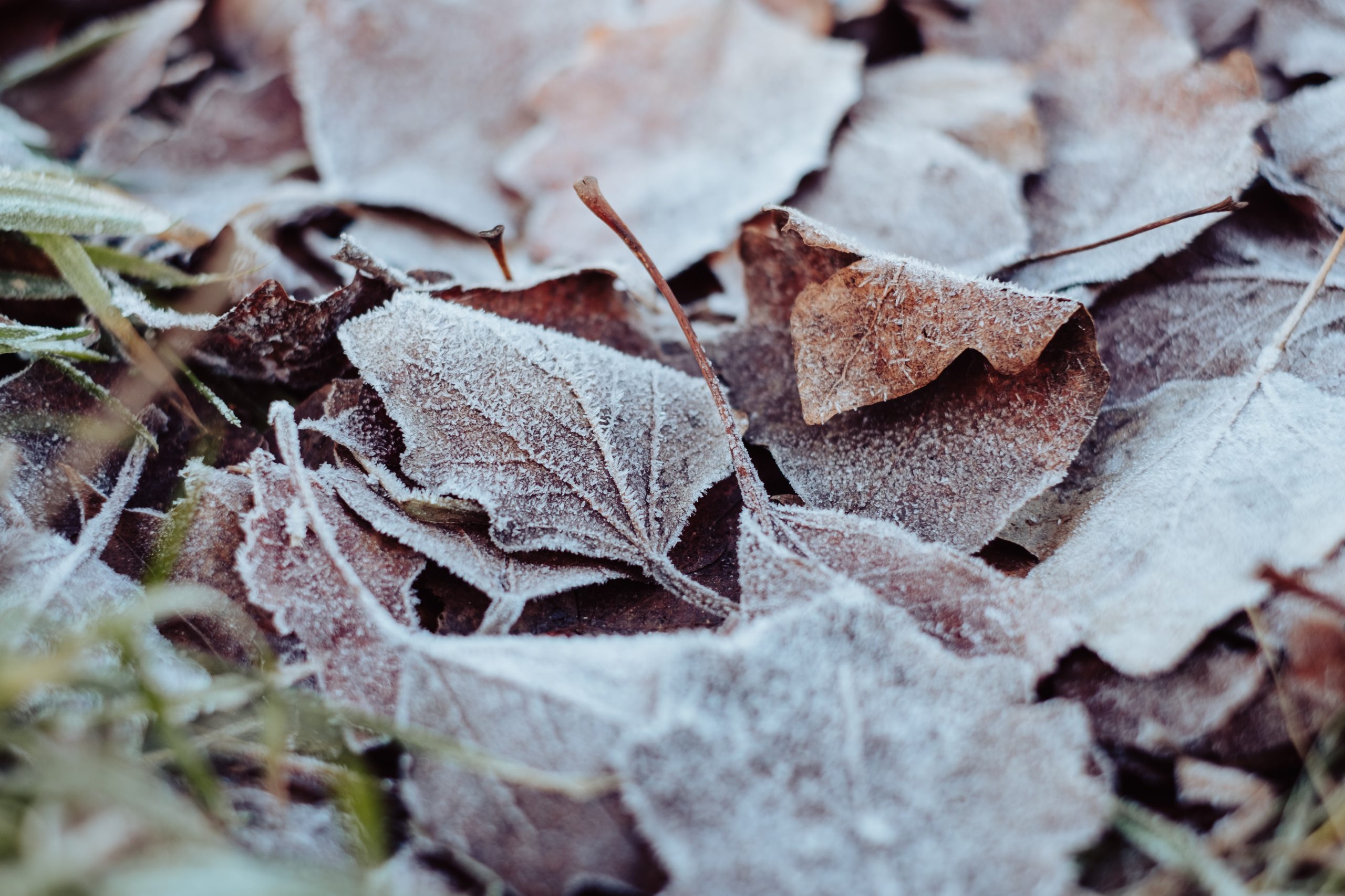 Frosted leaves 2 Free stock photo