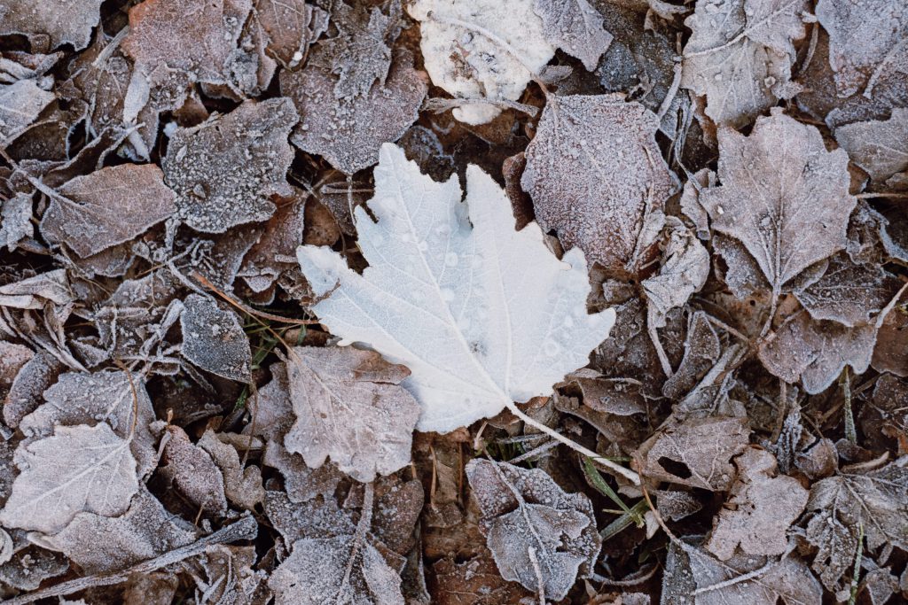 frosted_leaves_3-scaled-1024x683.jpg