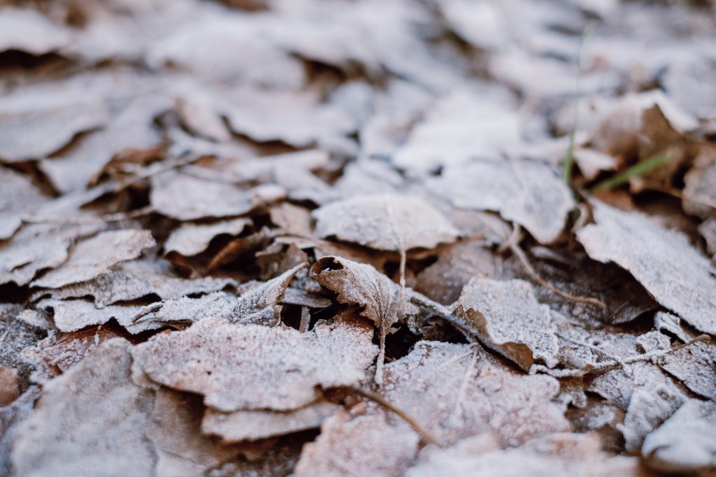 Frosted leaves 4 - free stock photo