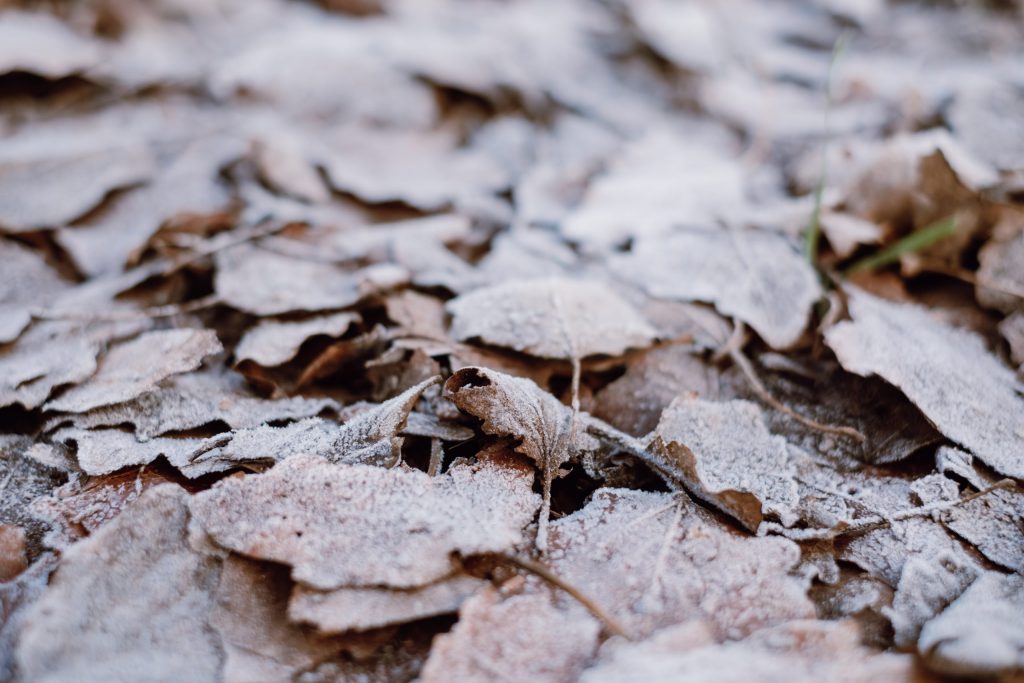 frosted_leaves_4-scaled-1024x683.jpg